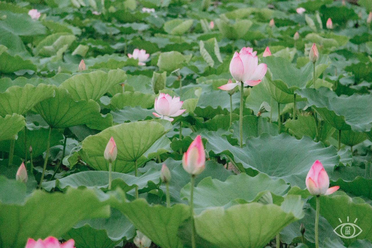 深圳洪湖公园7月18号还有荷花吗,深圳洪湖公园现在有荷花开吗
