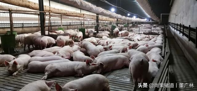 漏缝地板养猪,全漏粪板猪舍的优缺点