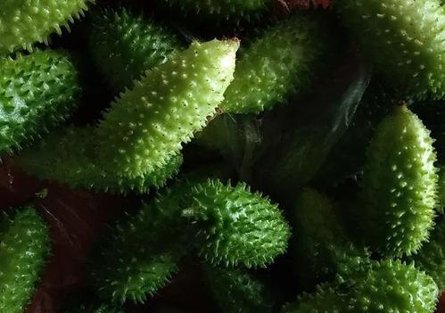 小时候农村常见的野果,小时候吃过的野果刺芽