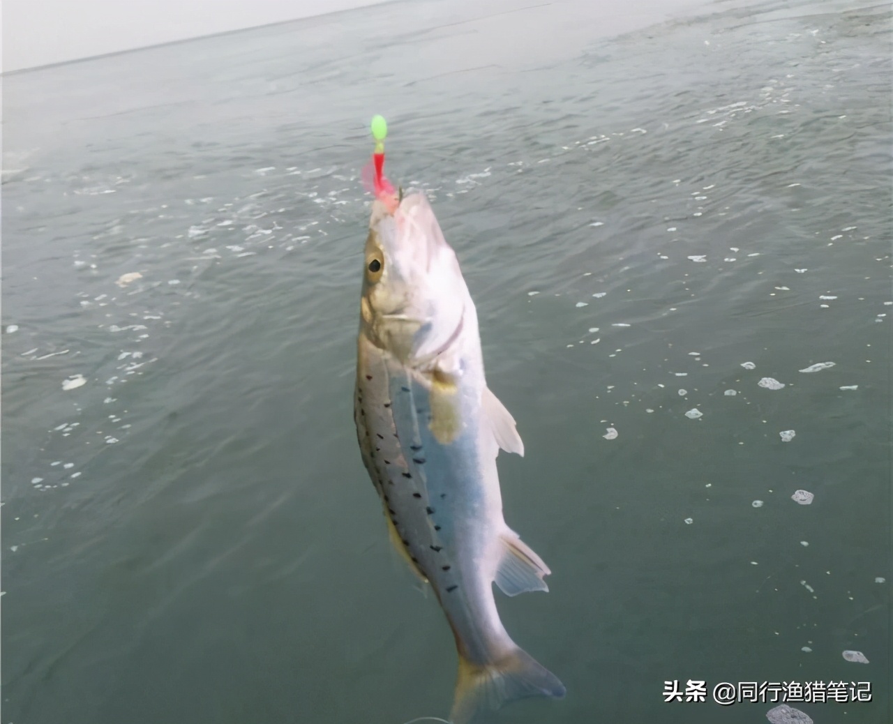 鲈鱼如何钓最好,鲈鱼用什么钓法最好钓