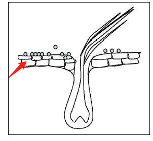 狗得了严重脓皮症怎么治,我家的狗得了皮肤病怎么处理