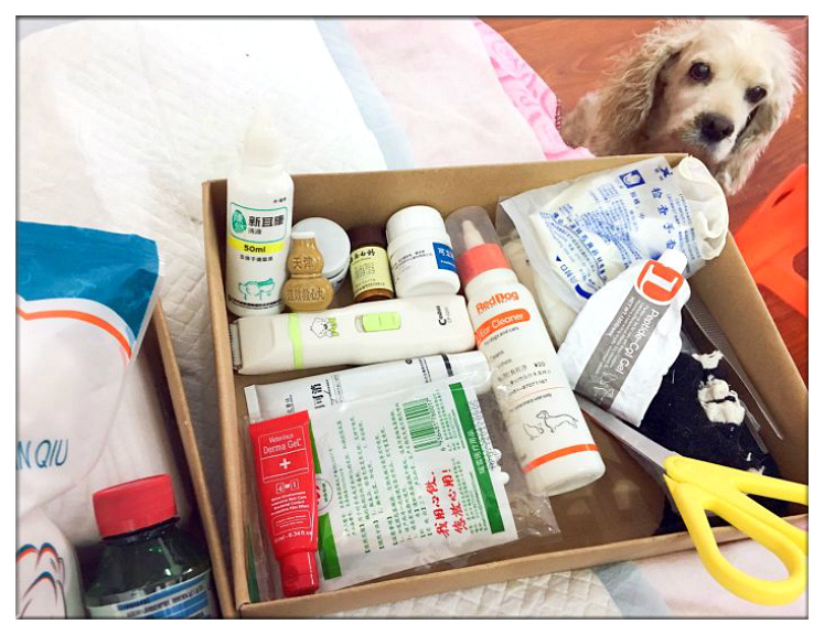 残疾狗狗多次被遗弃迎来10年大运,狗狗生病被遗弃却一步未离开