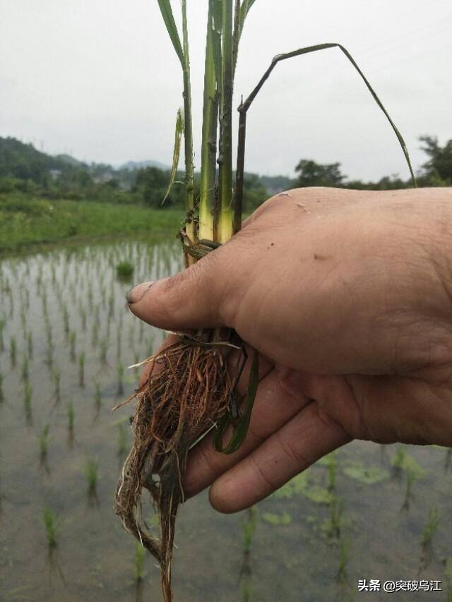 插秧是一门关键技术活，掌握要点有利秧苗正常生长。
