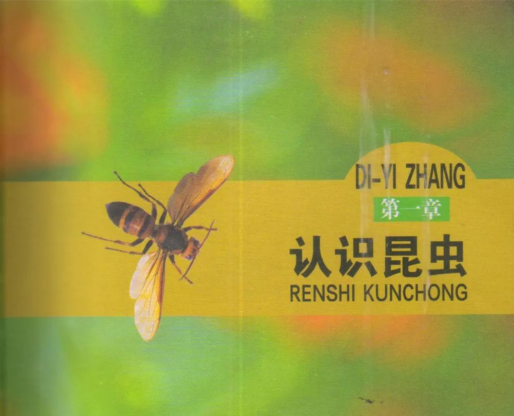 昆虫样子特点,昆虫视觉是什么样的