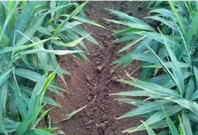 大姜劈姜杆后的补救方法,大姜易出现的问题