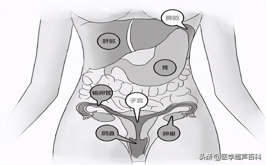人体最大的淋巴器官是脾吗,脾是人体中非常重要的淋巴器官