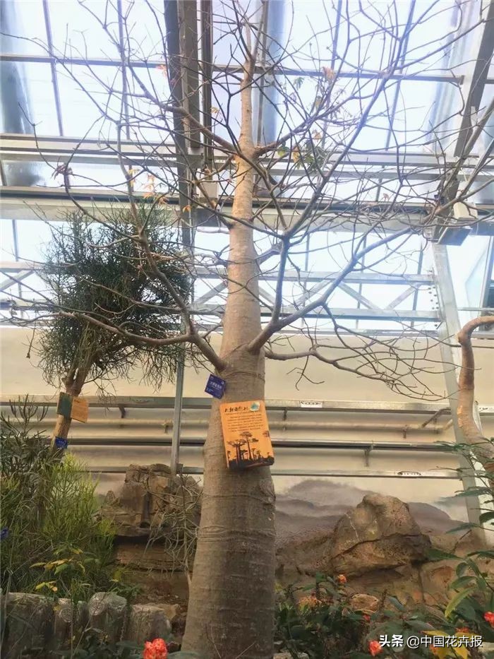 从小就觉得面包树上结的是“面包”？你只差一个亲眼看看的机会