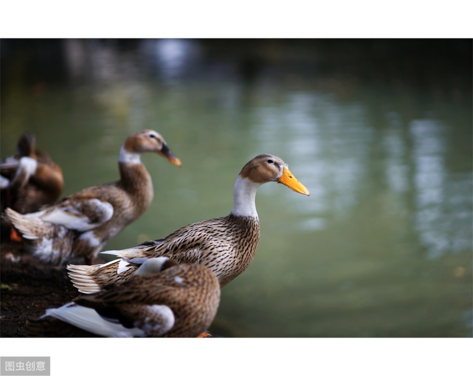 鸭鹅瘫痪最快的恢复方法,鸭瘫痪的最佳治疗方法
