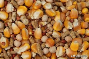 如何饲养鸽子鸽子会听话,鸽子饲养视频大全