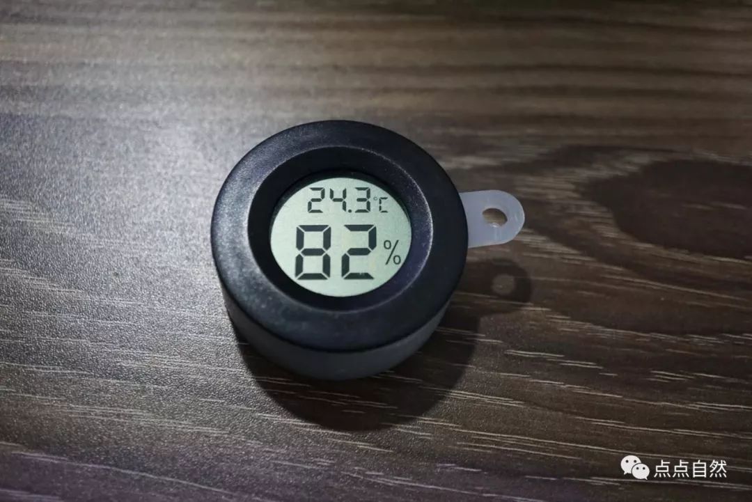 宠物蚂蚁基础知识,宠物蚂蚁怎么养新手教程