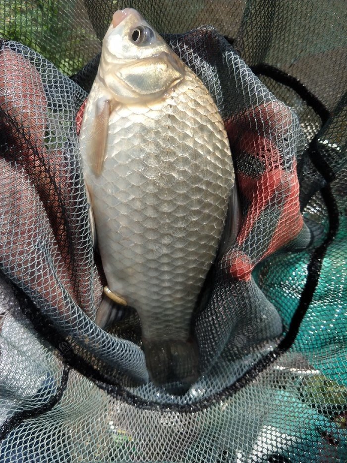 小线组和大线组的区别,小线组好上鱼