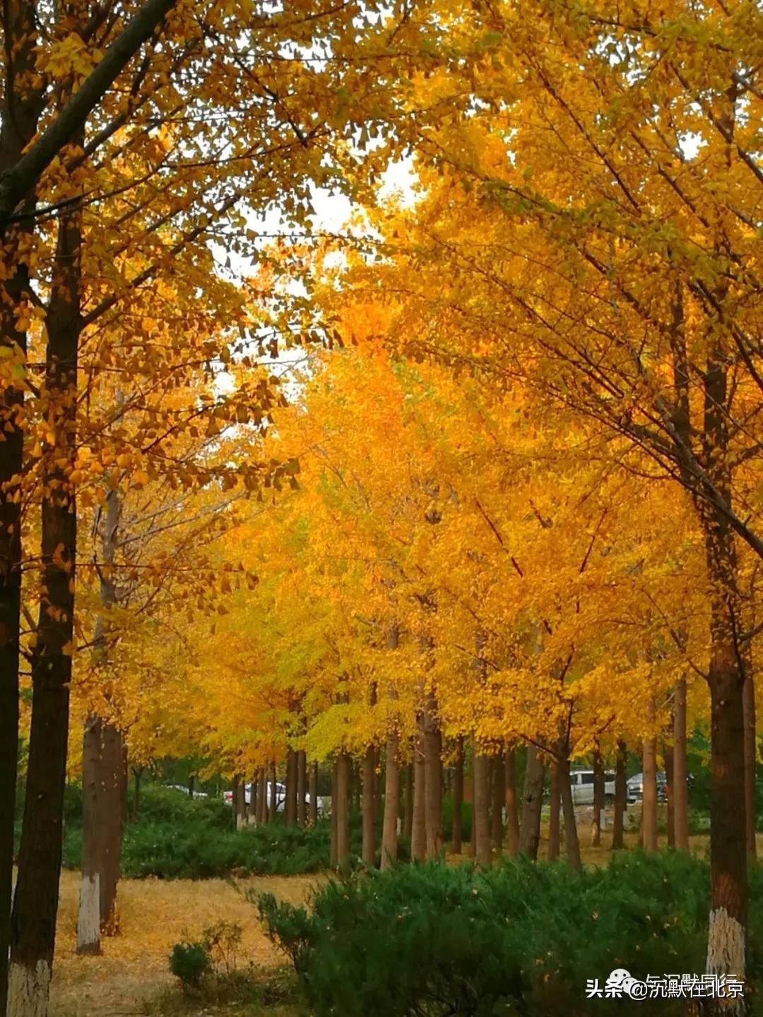 北京之秋的感受,最美的北京之秋