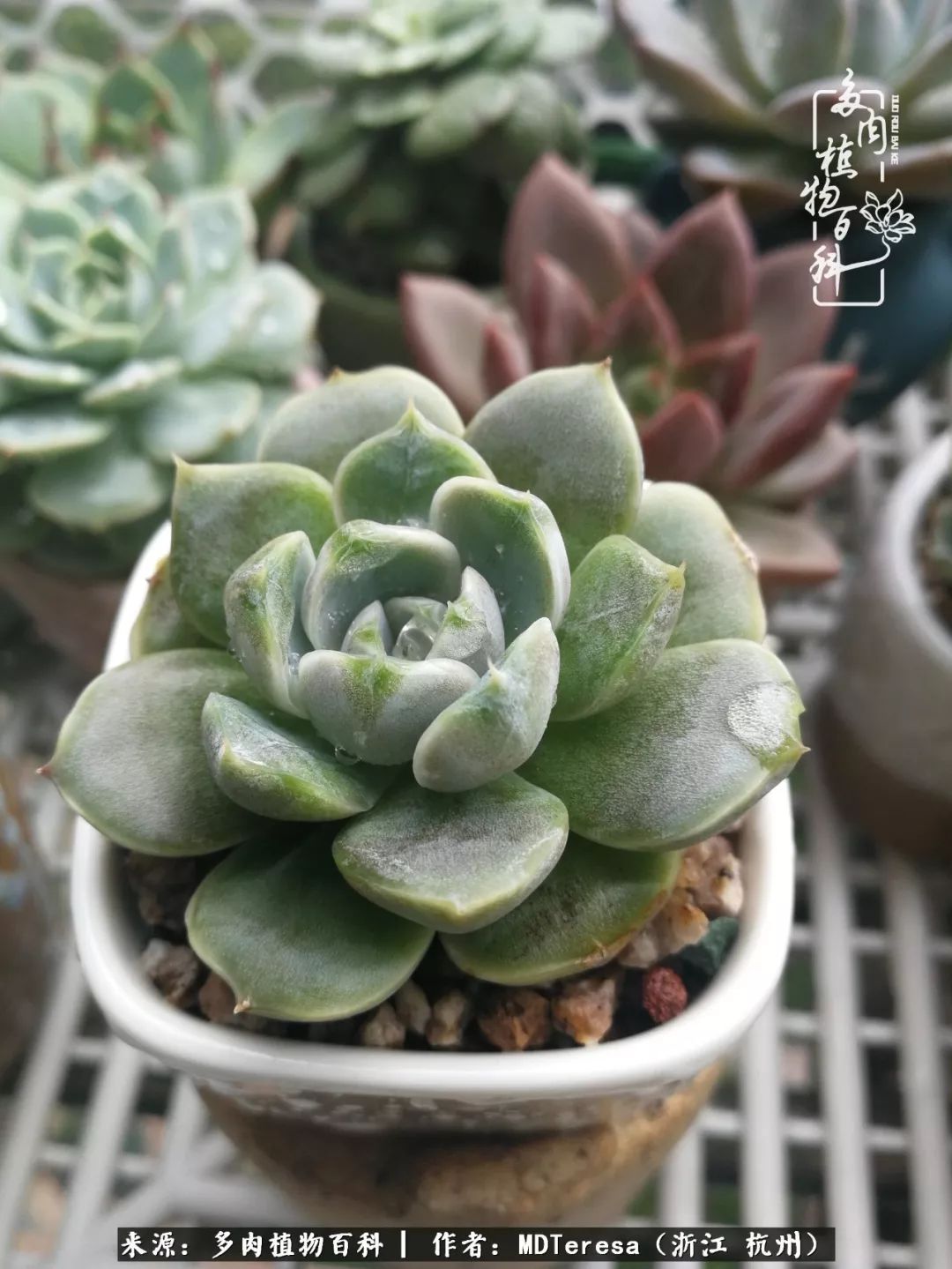 养好能养好的才是王道！期待多肉们的华丽转身