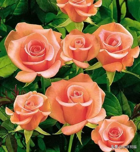 明日七夕，777幸福花送给群里所有的朋友，谁打开，谁幸福