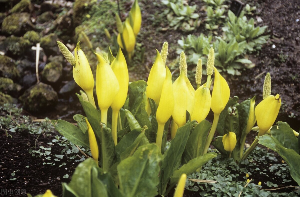 自然界嘴巴奇特的十种动物,十种奇特的自然界植物图片