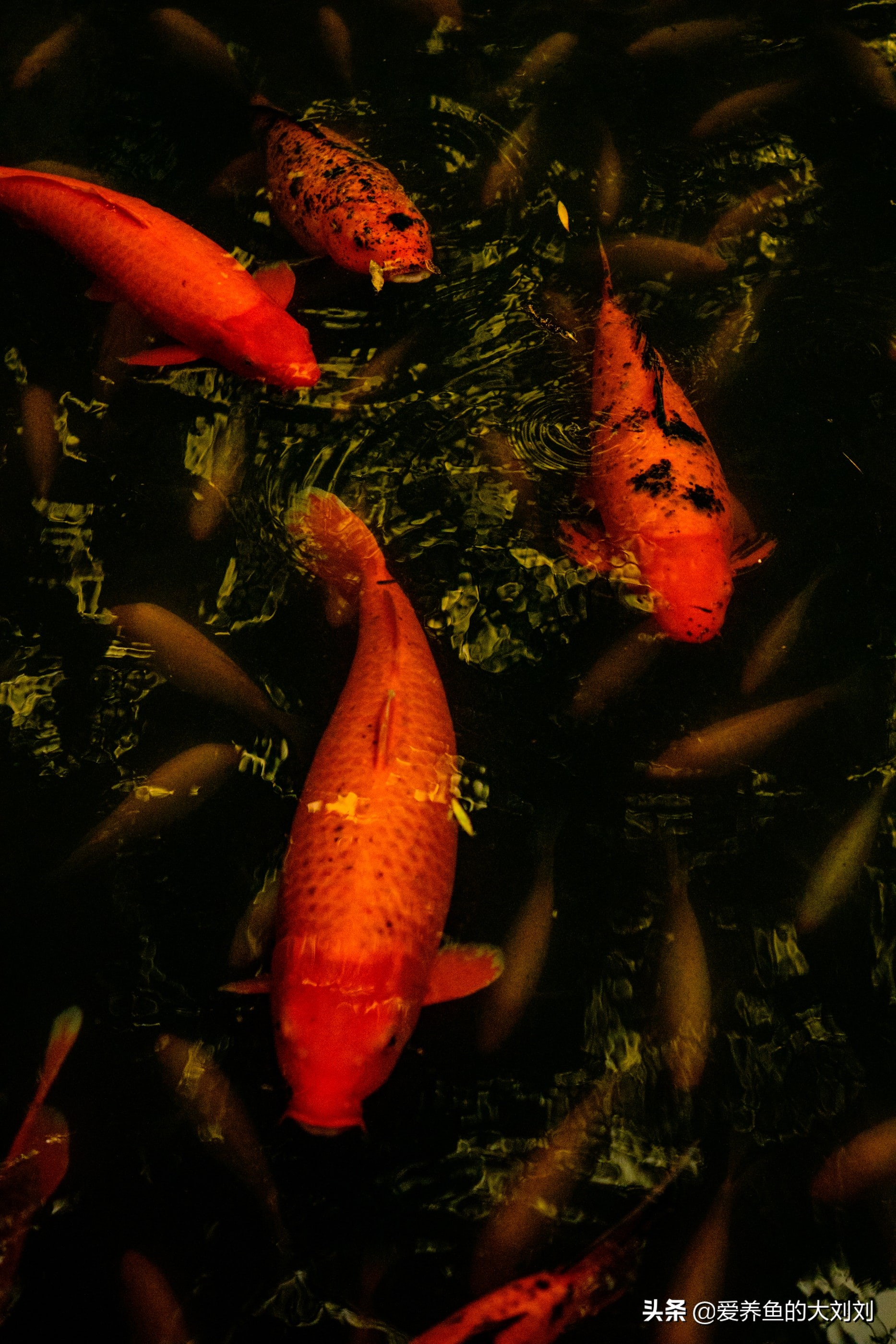 锦鲤鱼不喂饲料能活吗,锦鲤喂什么鱼粮不浑水