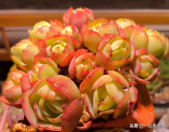 多肉碧桃叶子有黑边,碧桃多肉叶子化水怎么办