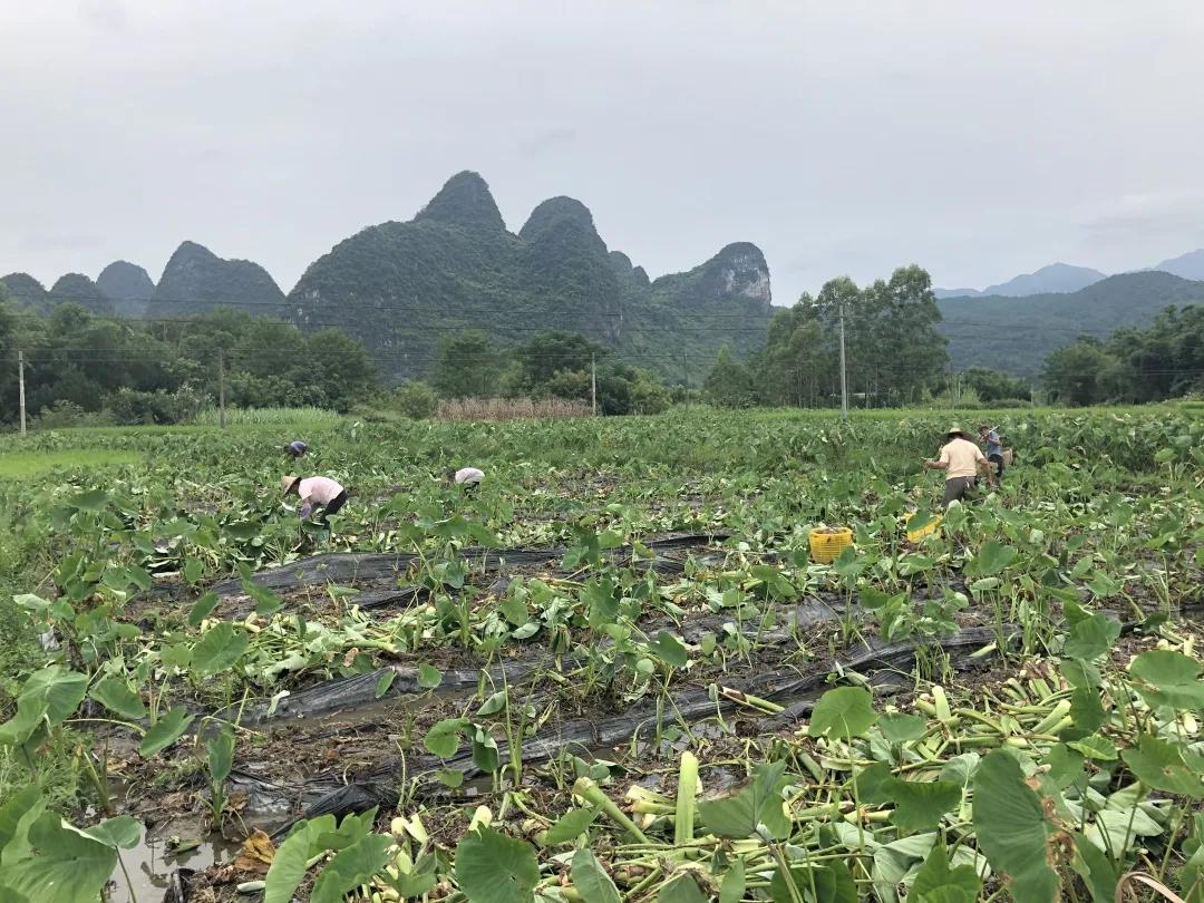 荔浦芋头蛋糕为什么火,荔浦芋头为什么煮了很久还是脆的