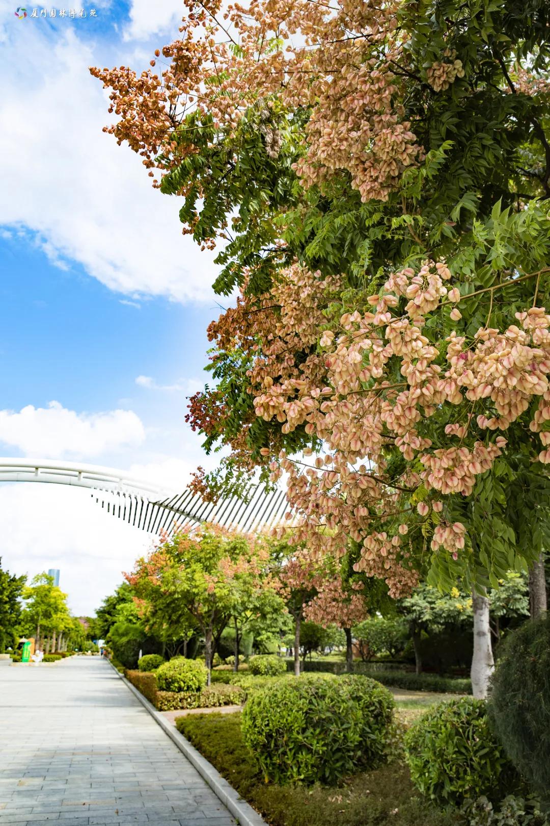 厦门最近哪里的花海最好看,江岭向日葵花海美成童话