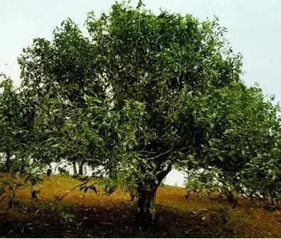 普洱茶藤条分布在哪里,普洱茶的茶山分布之四大茶区