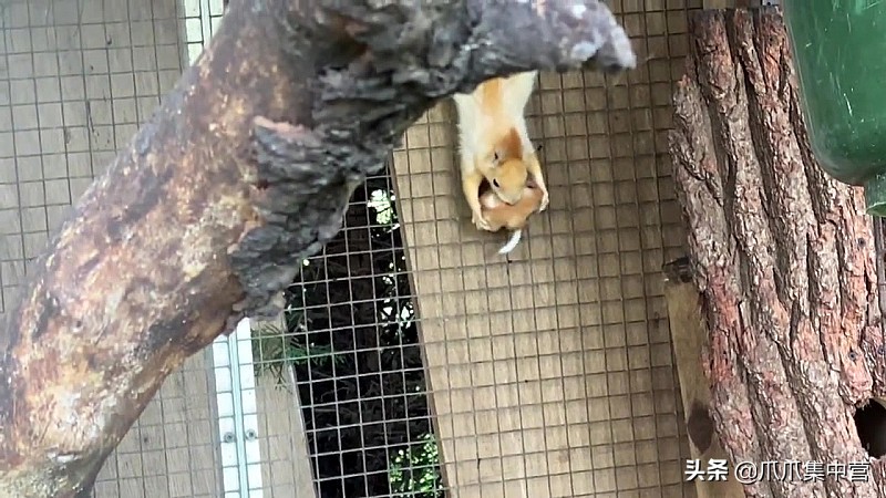 宠物松鼠当妈妈了，好心帮它清理小窝，它却把松鼠宝宝扔了？