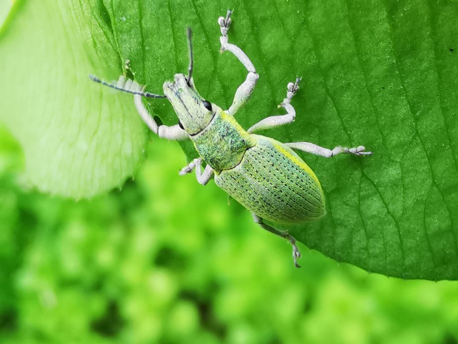 昆虫蚁象,甘薯蚁象是竹笋虫吗
