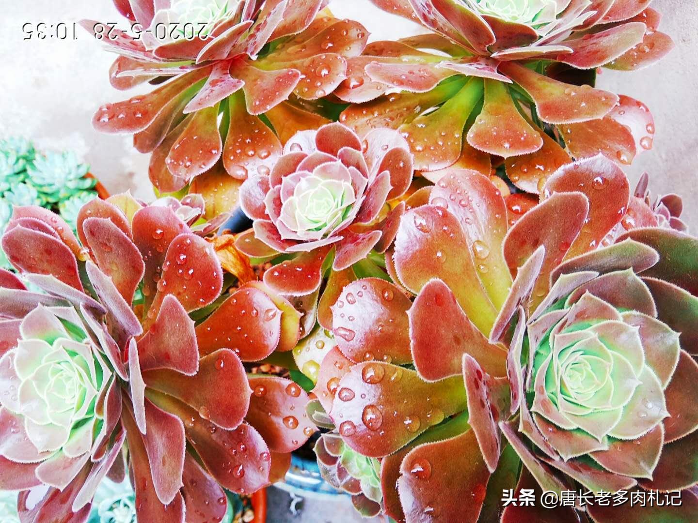 多肉荷兰、黄金和柠檬三种韶羞有啥不同？其实大舅二舅都是他舅舅