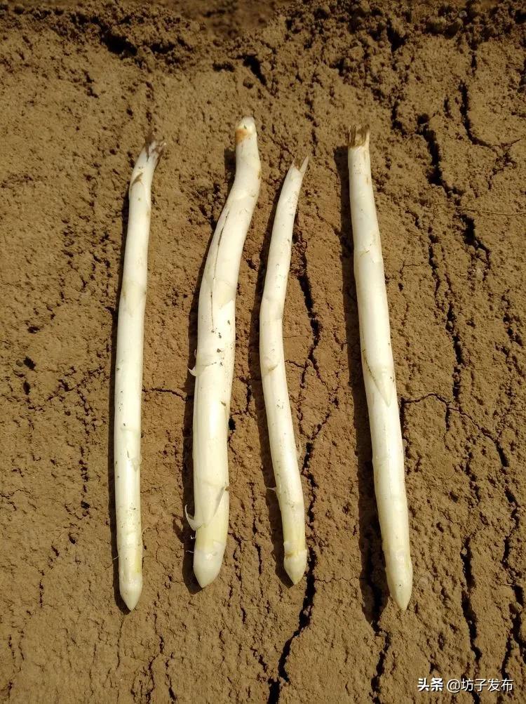 鎴戜滑鏉ュ埌浜嗕腑鍥界殑鑺︾瑡涔嬩埂,鍧婂瓙鑺︾瑡