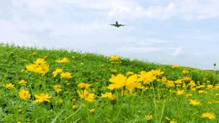 双流空港花田最新进展,双流空港花田开放了吗最新回复