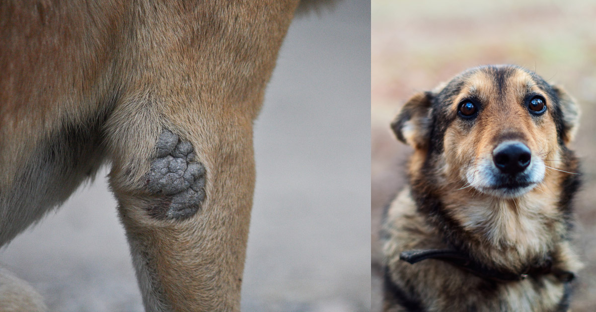狗狗老茧,狗狗脚掌有硬茧需要处理吗