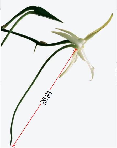 君子兰吊兰蝴蝶兰的图片,吊兰属不属于兰花的一种