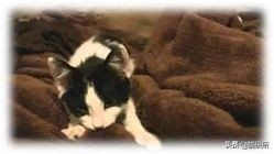 为什么猫咪沉迷吃手指,猫咪为啥沉迷红点