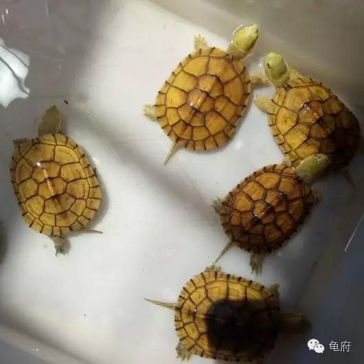 鉴赏花草模板,小青苗照片