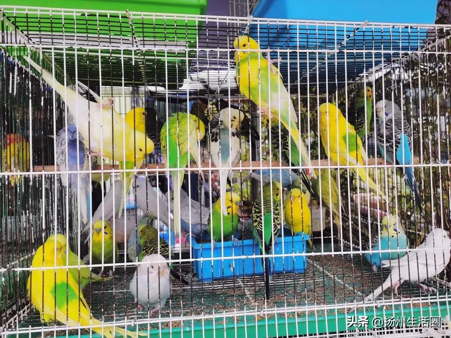 2元花盆批发,2元左右的花盆