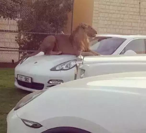 揭秘迪拜真实生活,国外生活真实记录迪拜