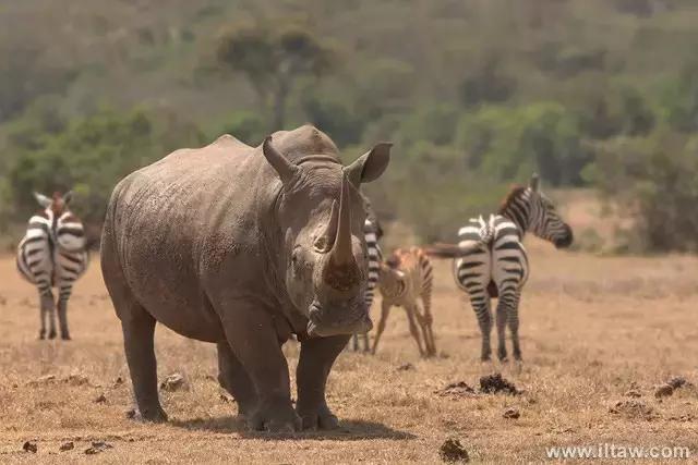 犀牛奇蹄目犀科动物,犀牛体格威猛是一种珍贵动物