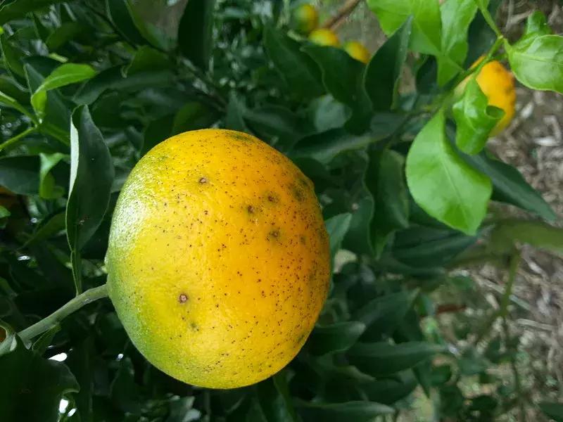 柑橘的果子上有黑斑用什么药,柑橘树叶子背面有黑斑是什么原因