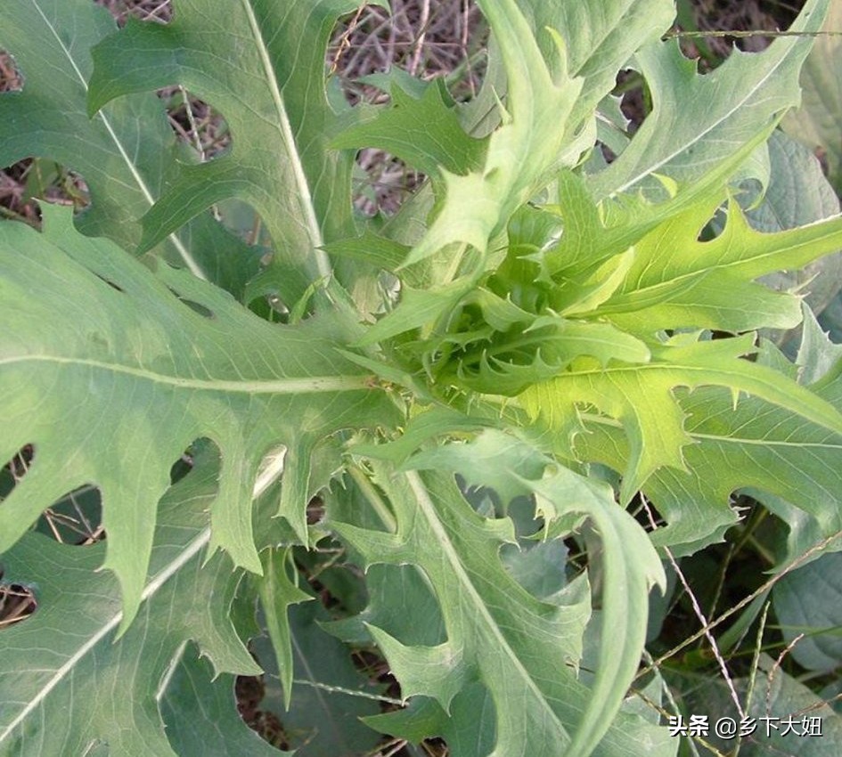 野生的苦麻菜可以喂兔子吃吗,农村常见苦麻菜