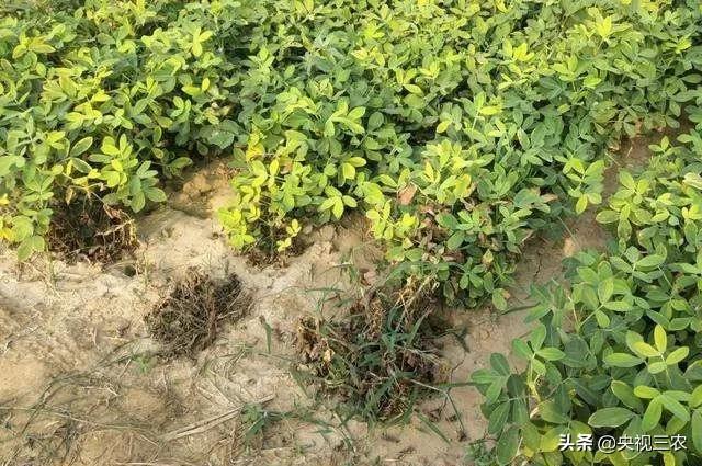 花生的管理方法及注意事项,花生苗移栽时应注意些什么