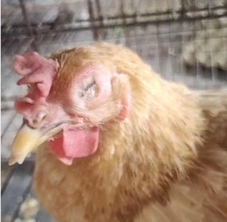 呼吸道症状怎么治,呼吸道感染怎么治疗最快最有效