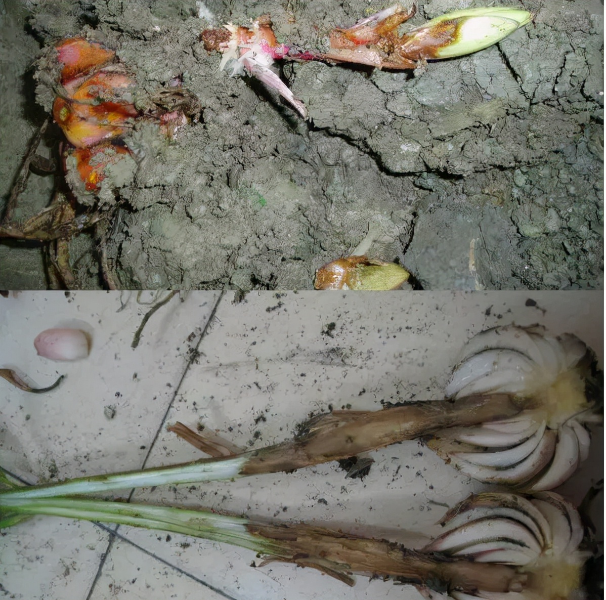 卷丹百合种球繁殖步骤图解,百合种球萌芽1厘米了怎么养护