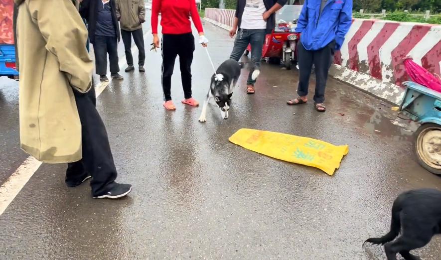 哈士奇一块钱就可以买到,河南哈士奇价格