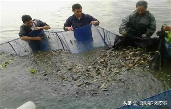 被大量养殖的摇钱树,养殖摇钱树