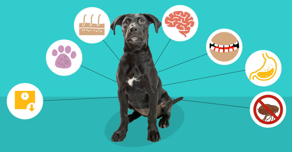 狗狗能吃椰子肉吗,狗狗吃椰子油有什么好处