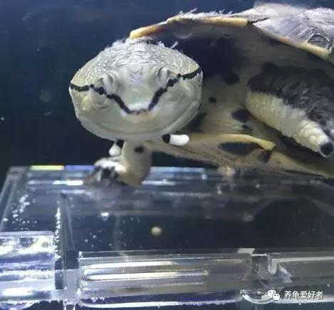 怎样才能养好龟，其实口诀不难，细节不少！