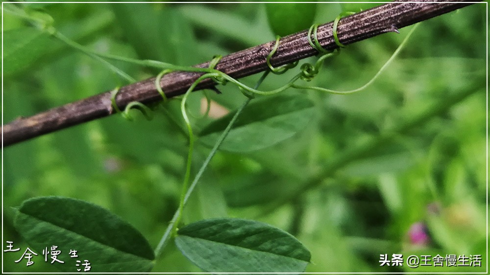 不要看不起农村,不要看不起耕田的人