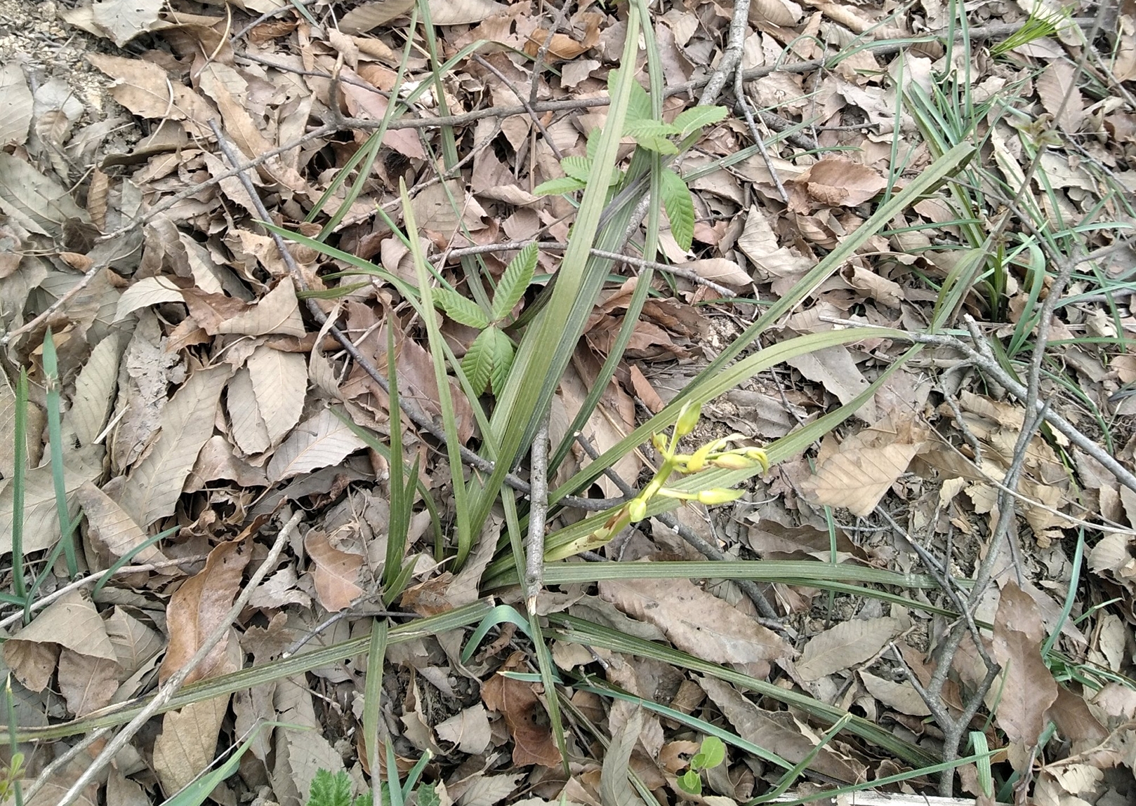 兰花缺水基本干死完了还能救活吗,兰花3个星期没浇水会不会干死