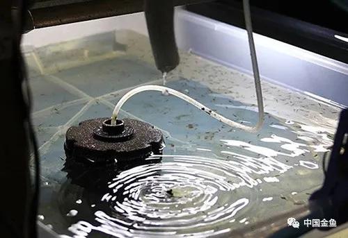 鍏婚噾楸兼按鑽夐暱寰楀揩,钃濈櫧鐖嗚椈鐏吇閲戦奔