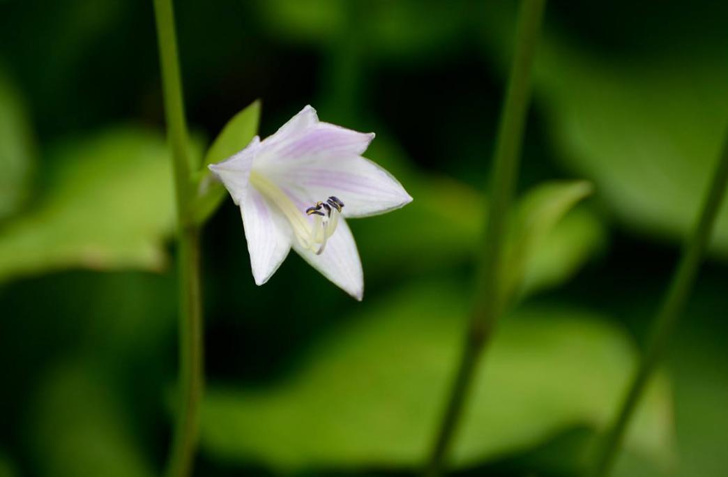 有关玉簪花的古诗词,古诗暗香的诗句