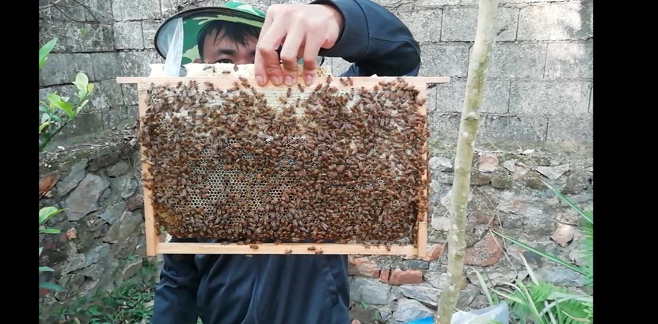 蜜蜂巢虫最容易解决的办法,蜜蜂有巢虫如何解决